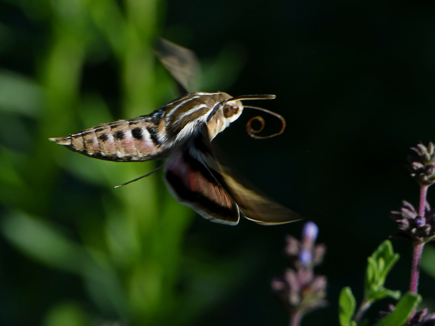 SphnyxMoth3.jpg