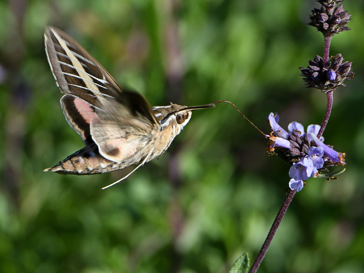 SphnyxMoth5.jpg