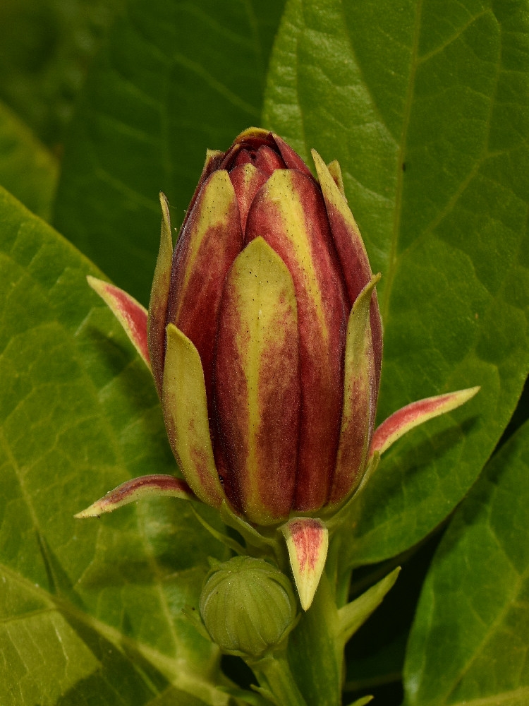 SpiceBush.jpg