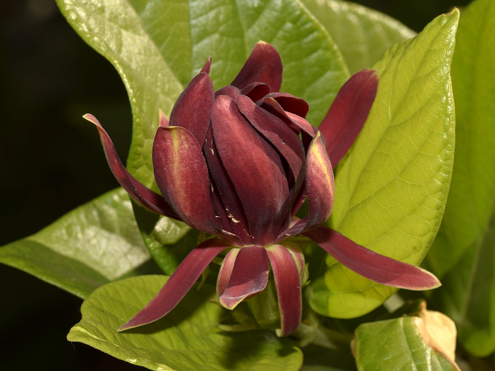 Spicebush.jpg
