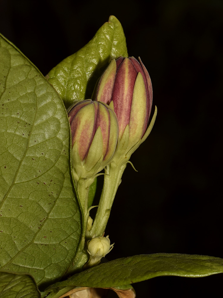 Spicebush.jpg