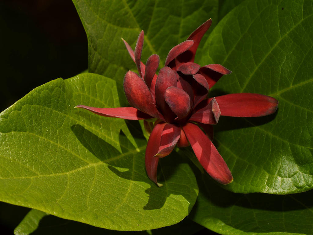 SpiceBush.jpg