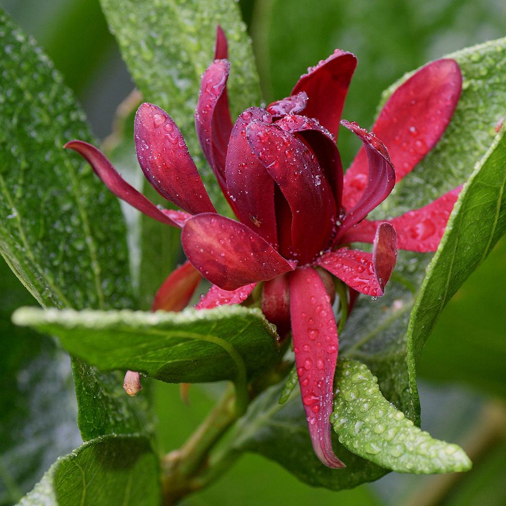 Spicebush2.jpg