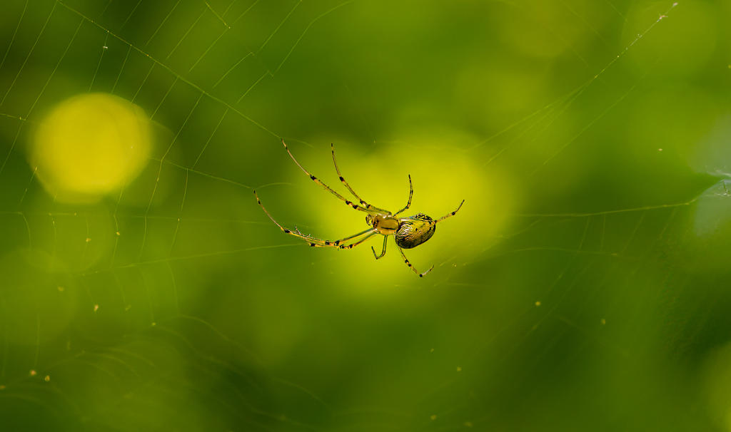Spider 1 (1 of 1).jpg