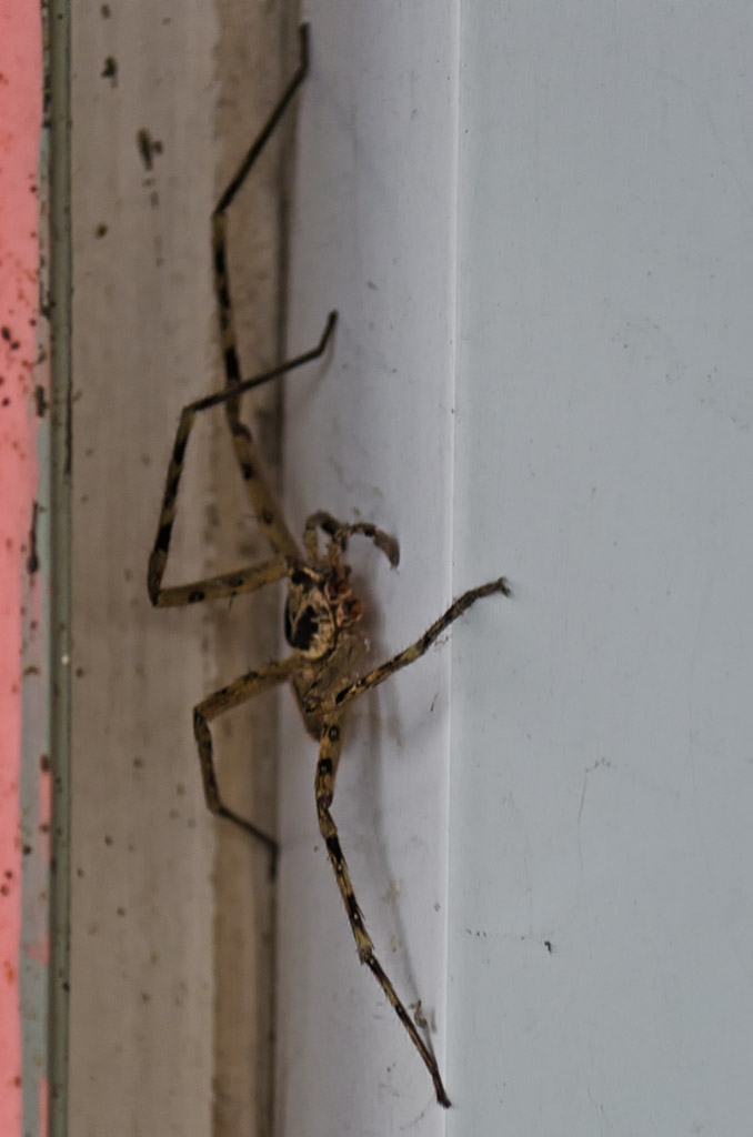 spider-1.jpg