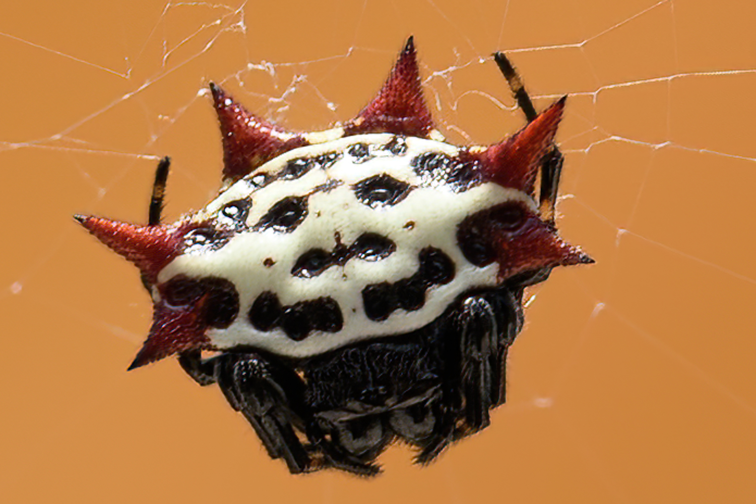 Spider-1.jpg