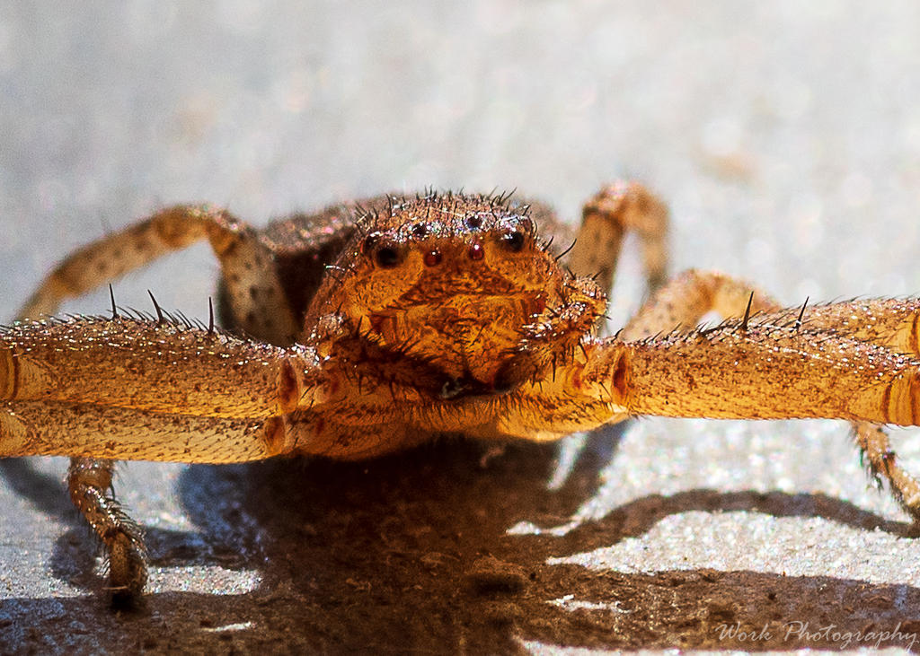 spider-1119.jpg