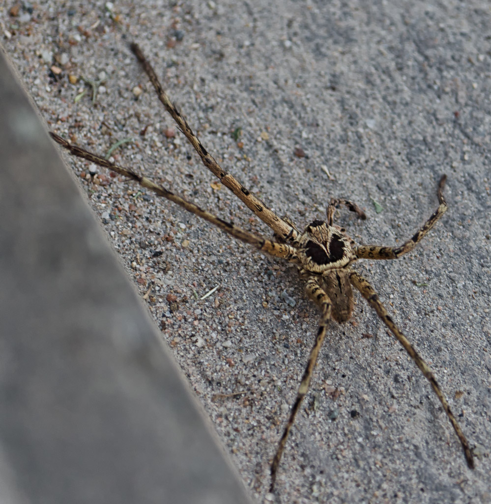 spider-2.jpg