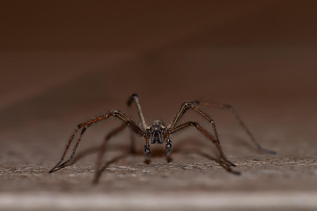 Spider-2.jpg