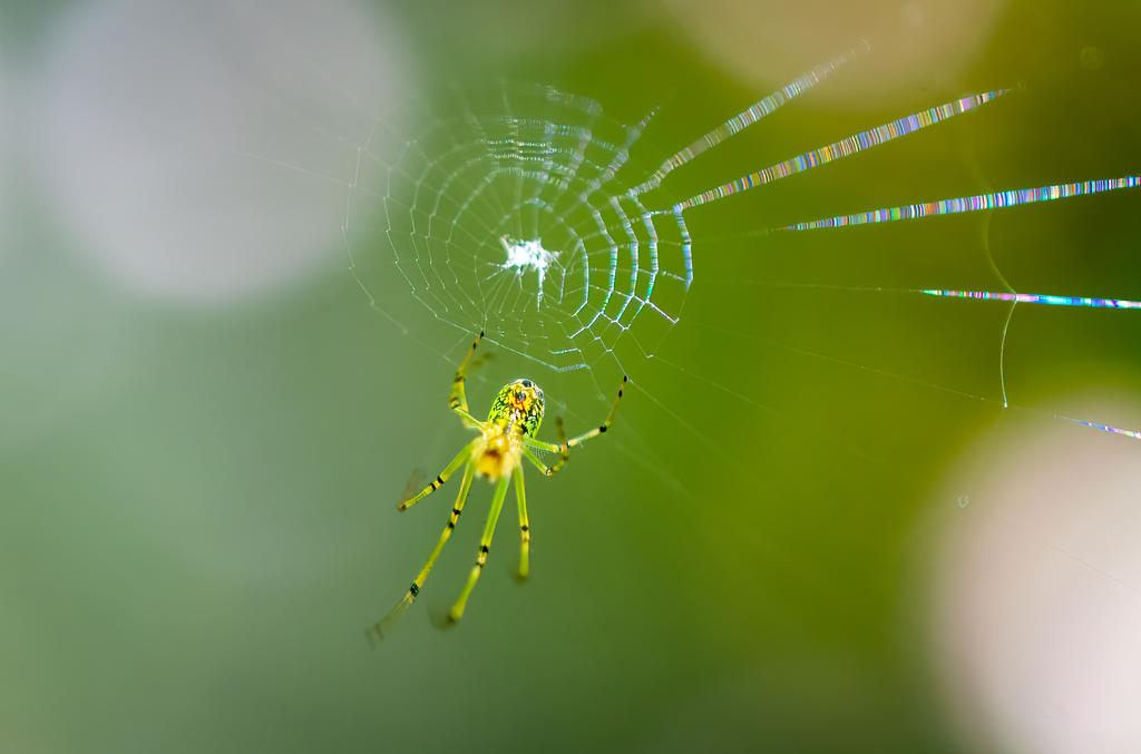 Spider 3 (1 of 1).jpg
