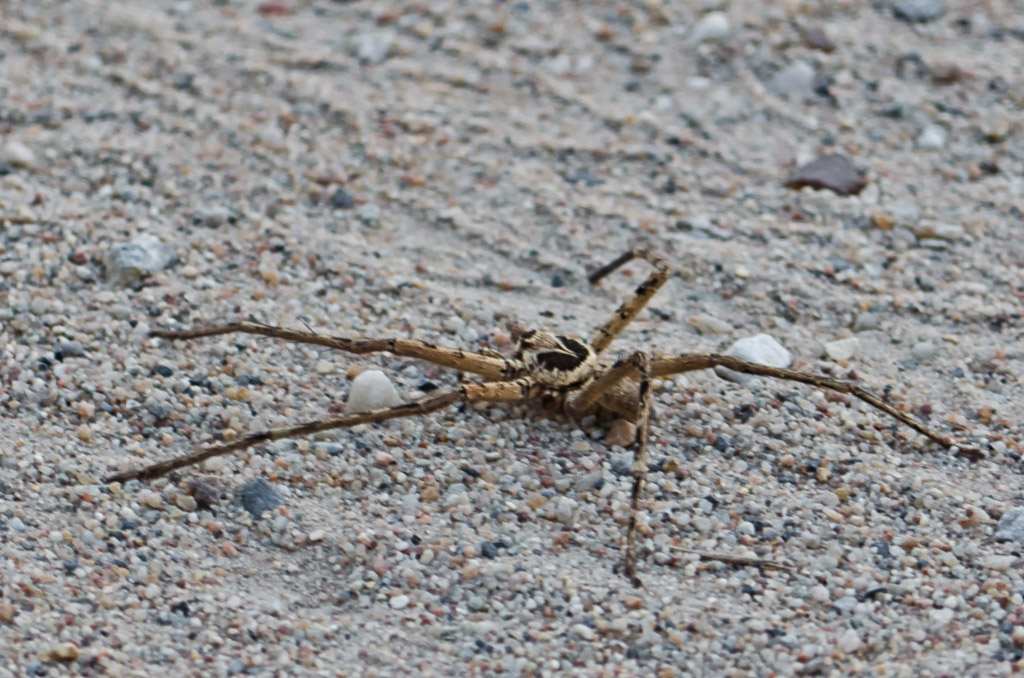 spider-3.jpg