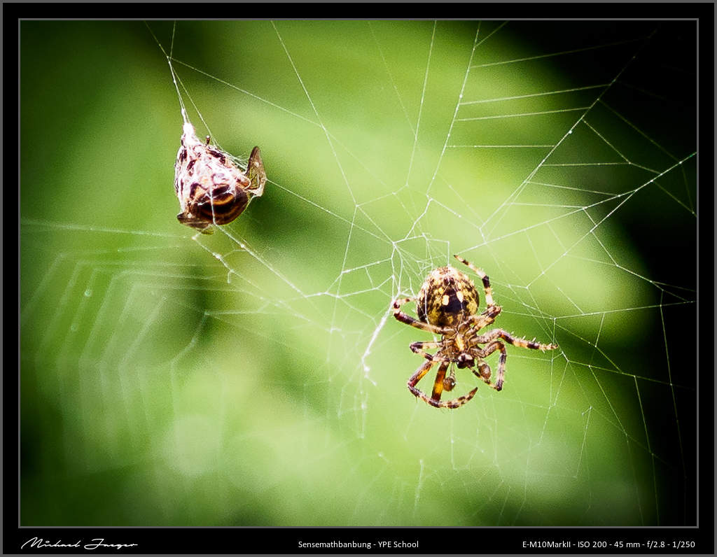 spider-3.jpg