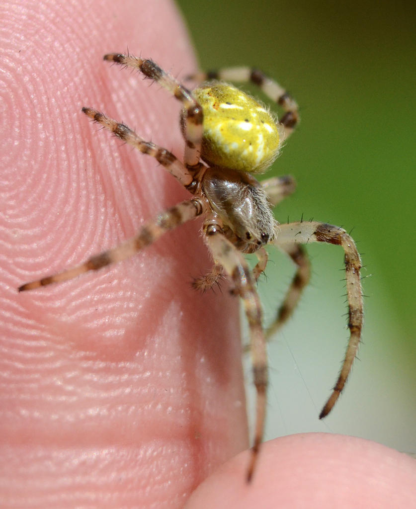 Spider 6.jpg