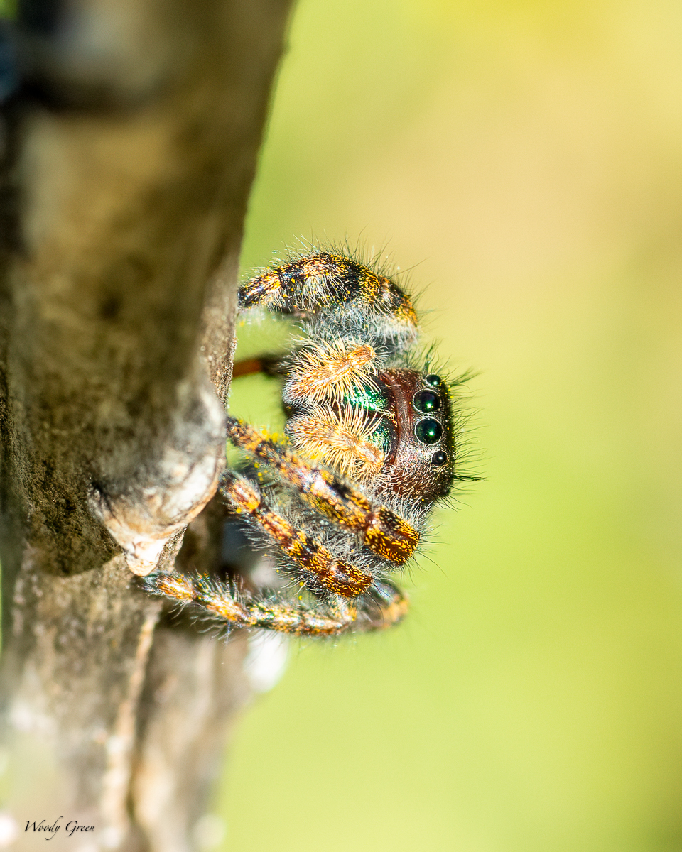 Spider-79.jpg