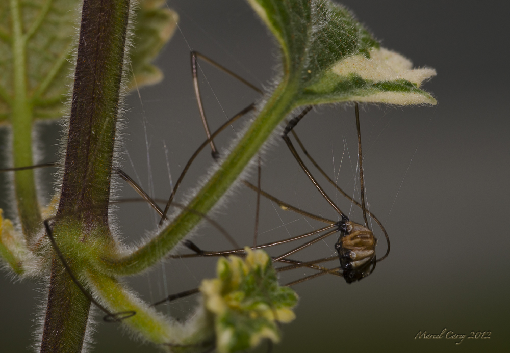 Spider day 205.jpg