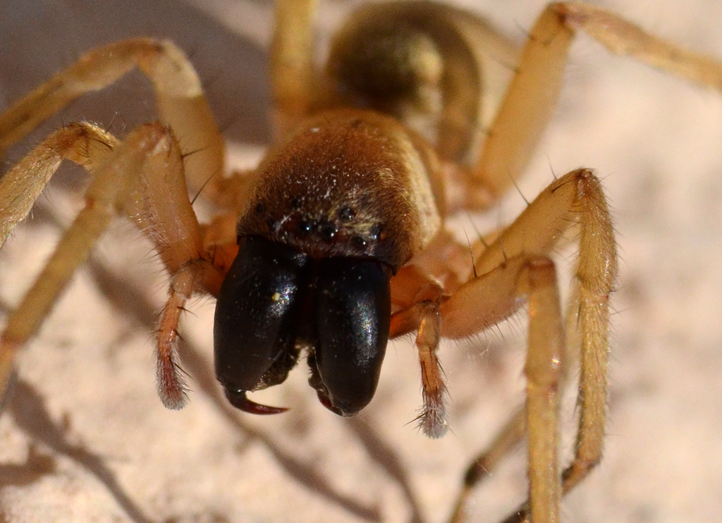 Spider fang.jpg