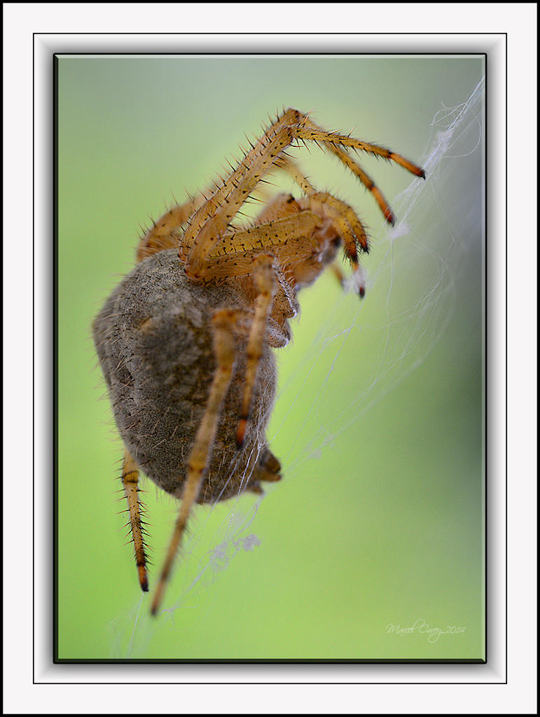 spider focus stack trial.jpg