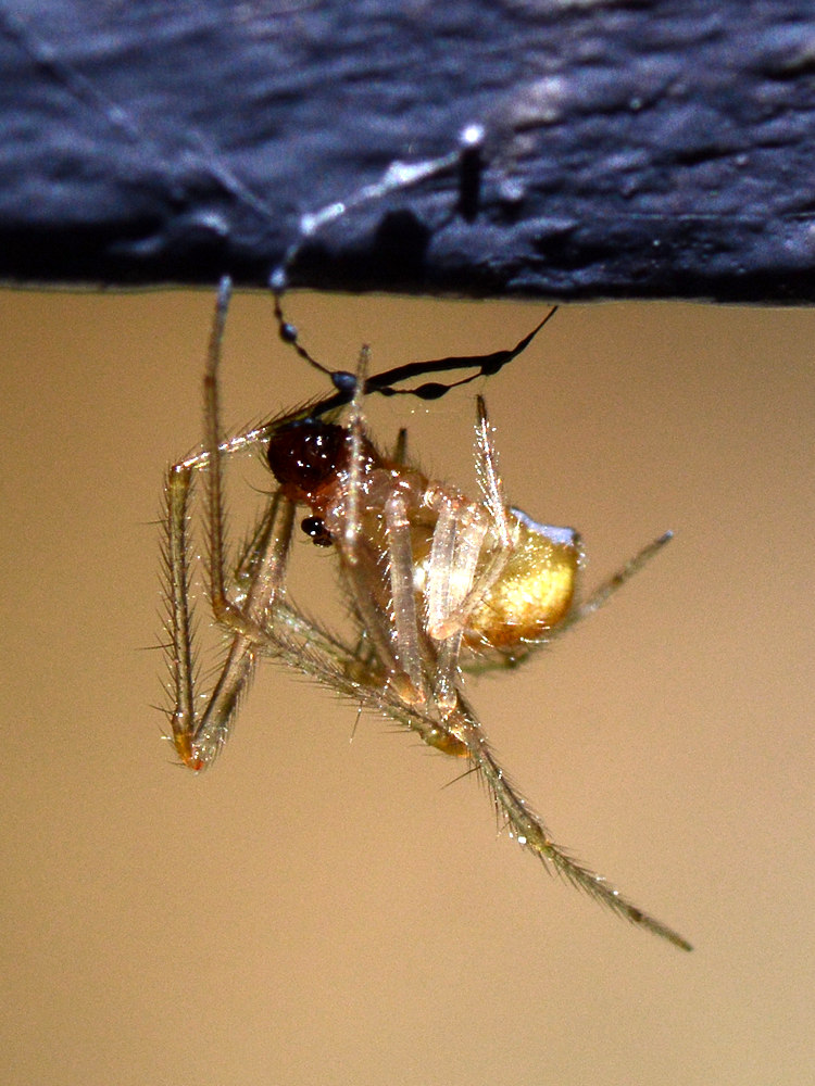 Spider.jpg
