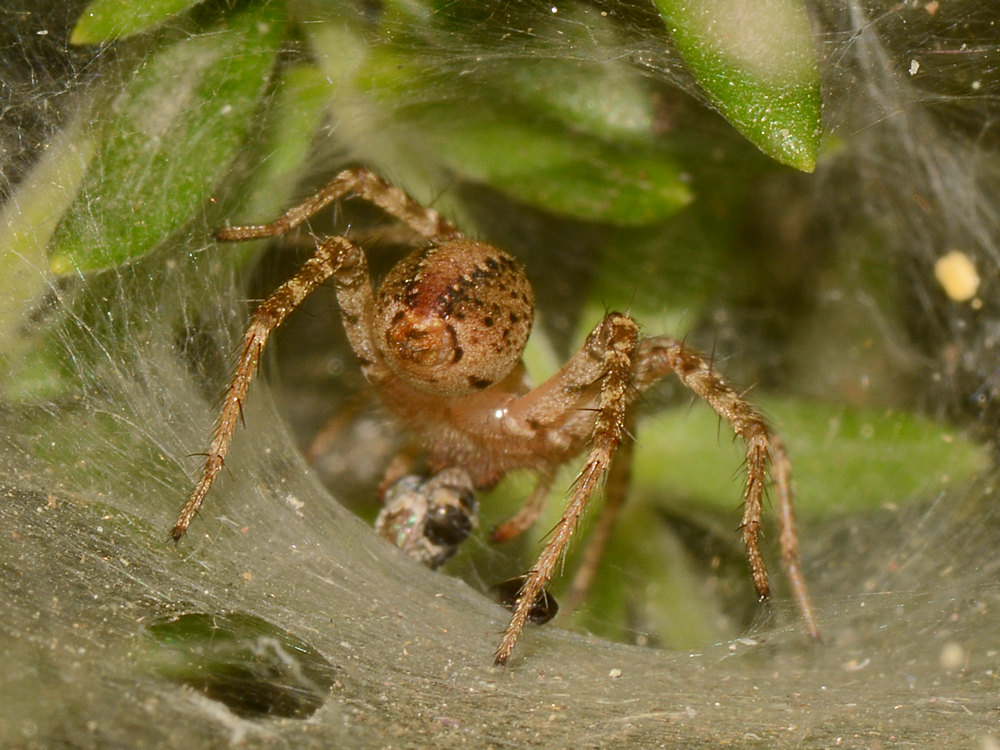 Spider.jpg