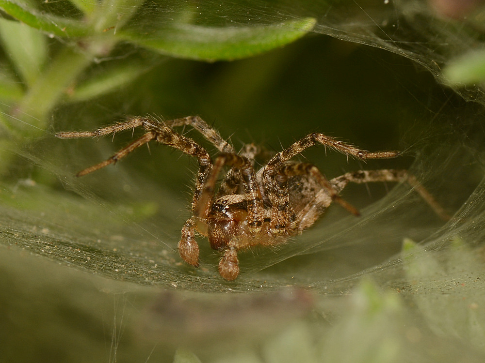 Spider.jpg