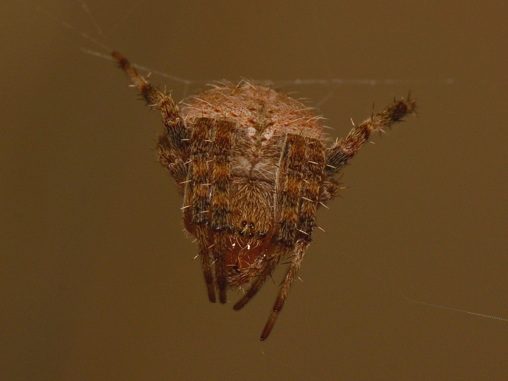 Spider.jpg