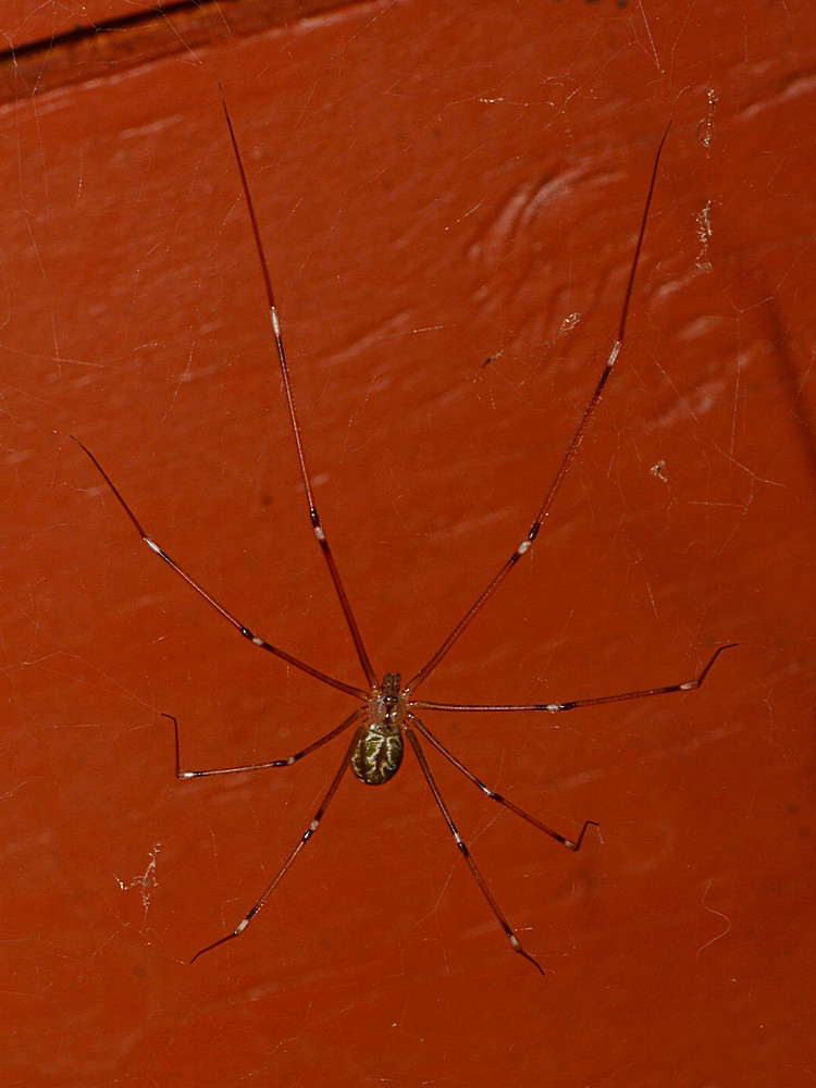 Spider.jpg