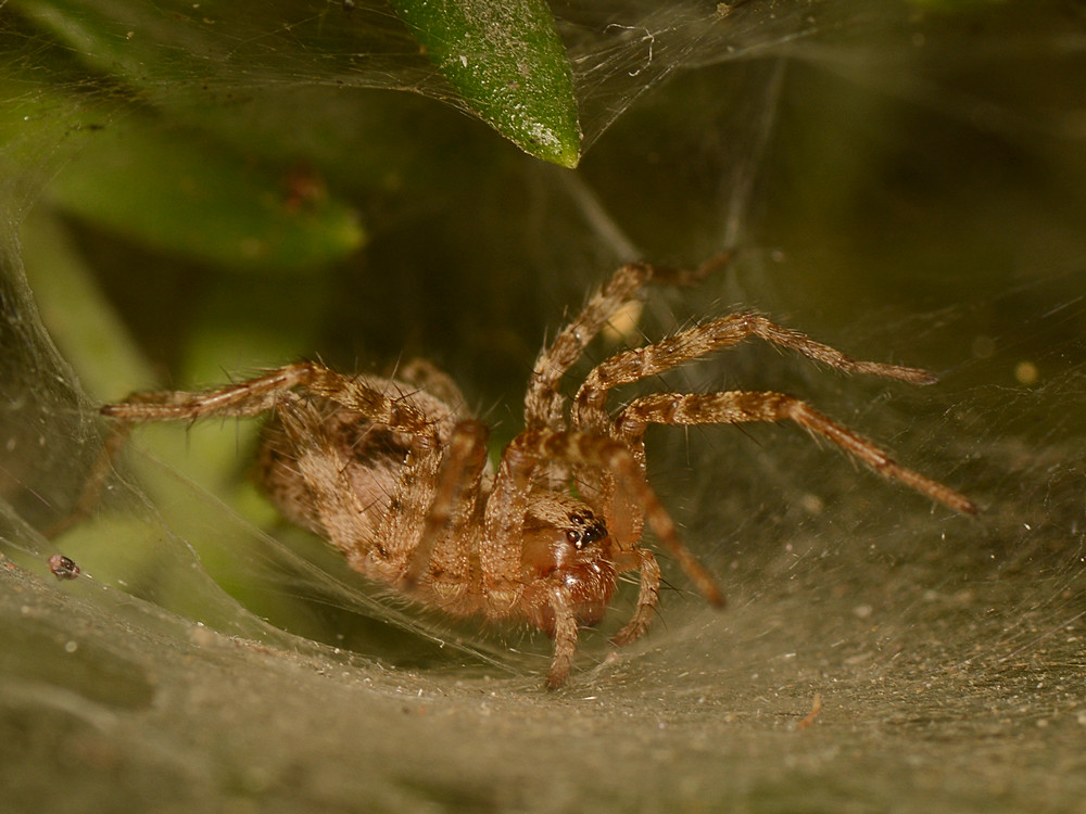 Spider.jpg