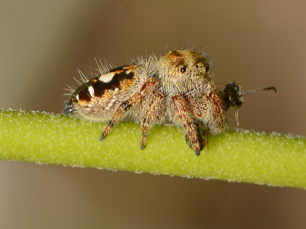 Spider.jpg