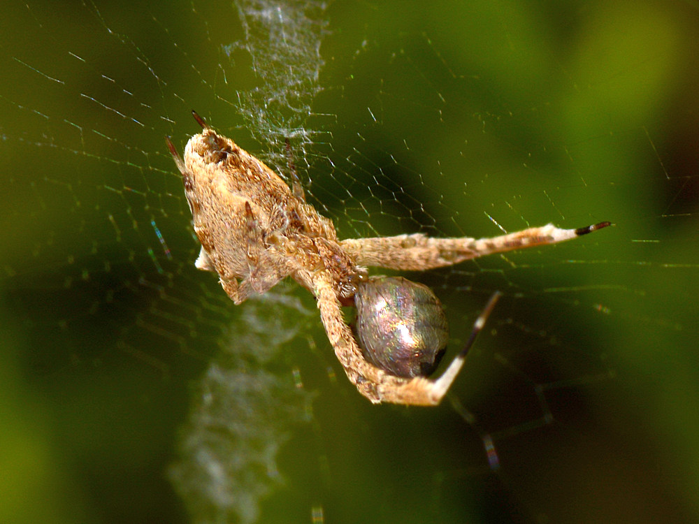Spider.jpg