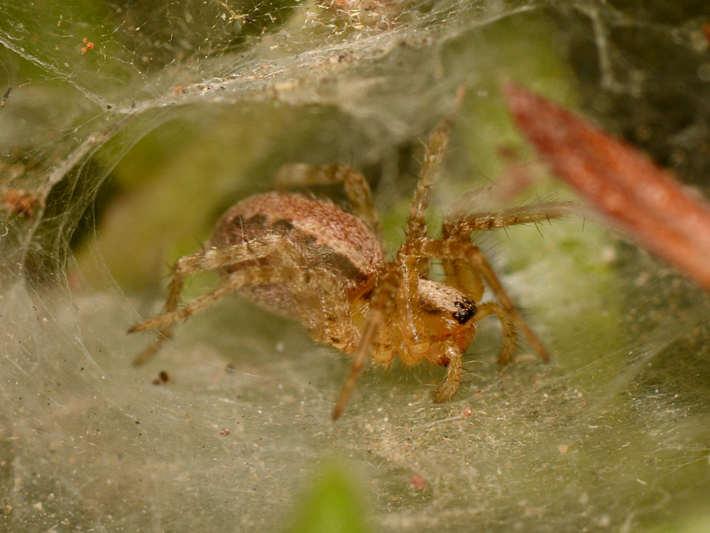 Spider.jpg