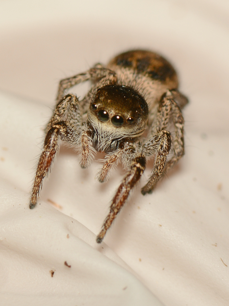 Spider.jpg