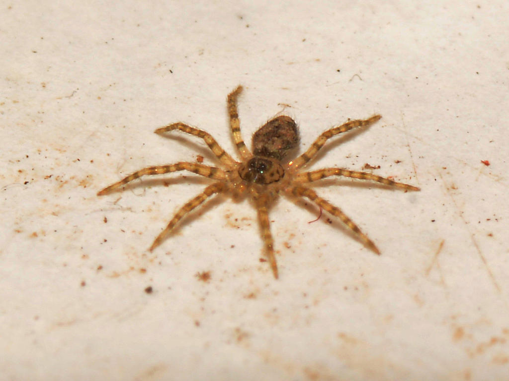 Spider.jpg