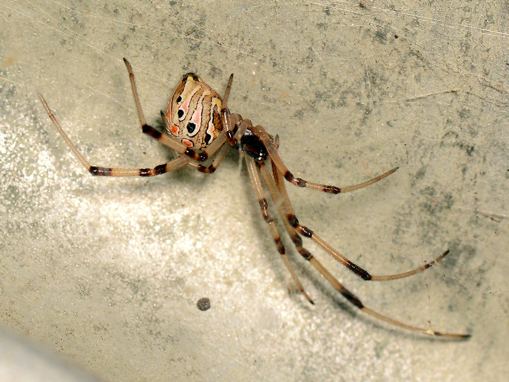 Spider.jpg