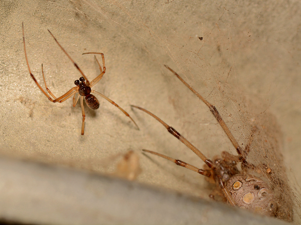 Spider.jpg