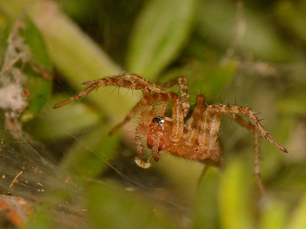 Spider.jpg