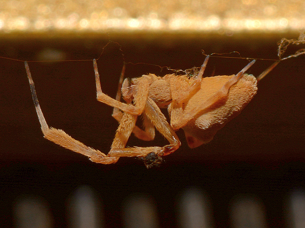 Spider.jpg