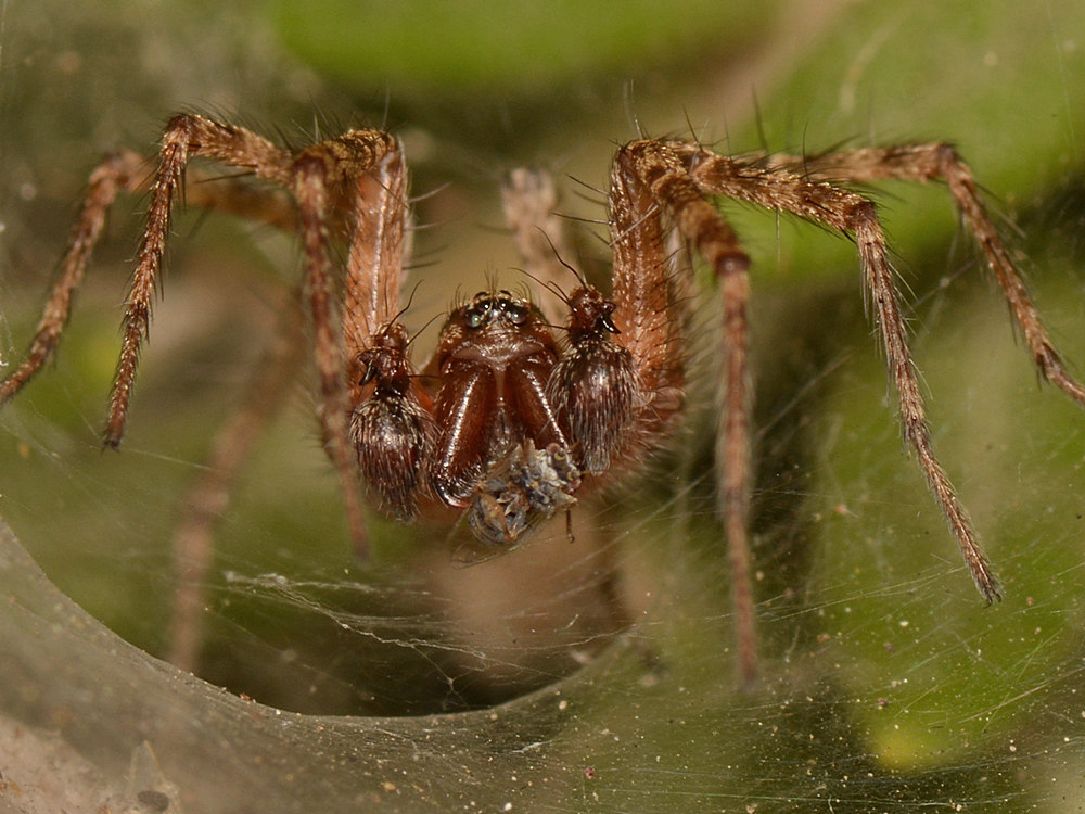 Spider.jpg