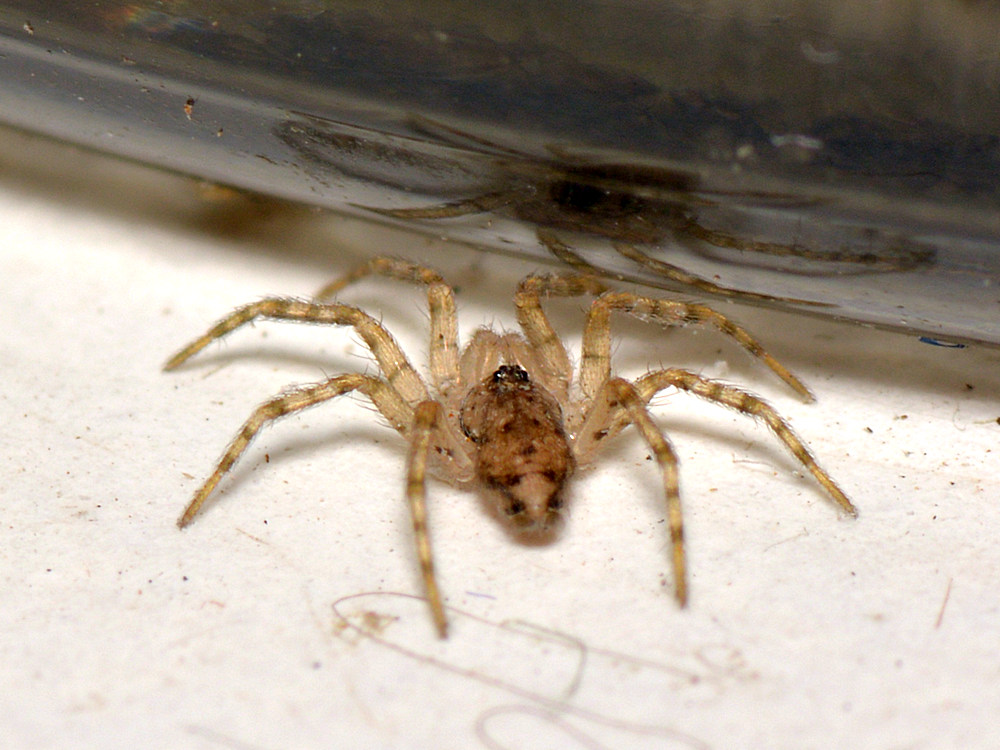 Spider.jpg