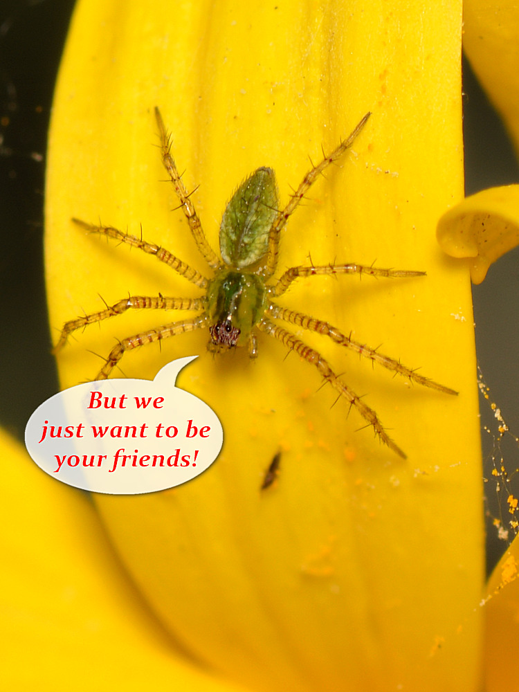 Spider.jpg