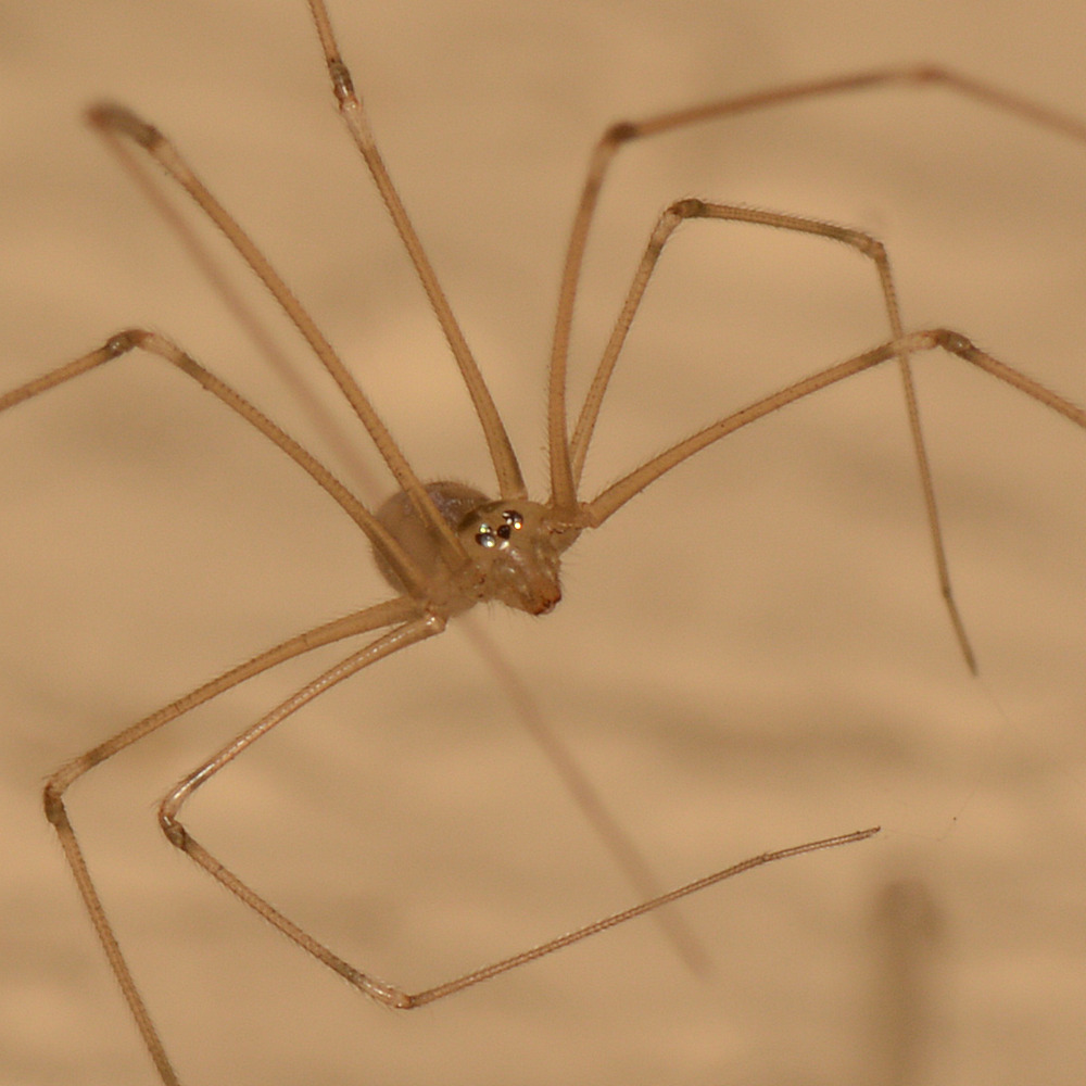 Spider.jpg