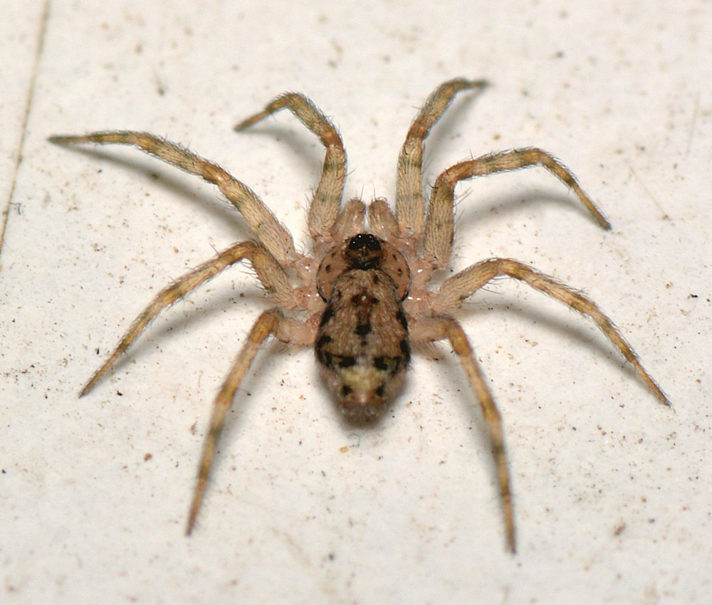 Spider.jpg