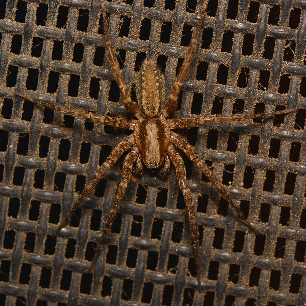 Spider.jpg