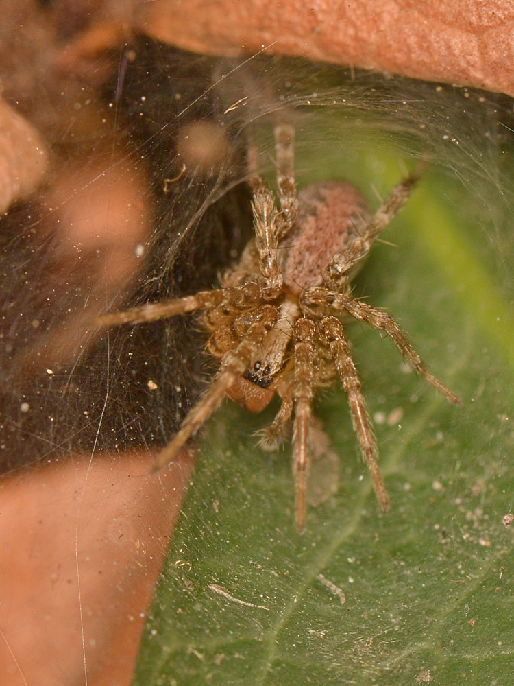 Spider.jpg