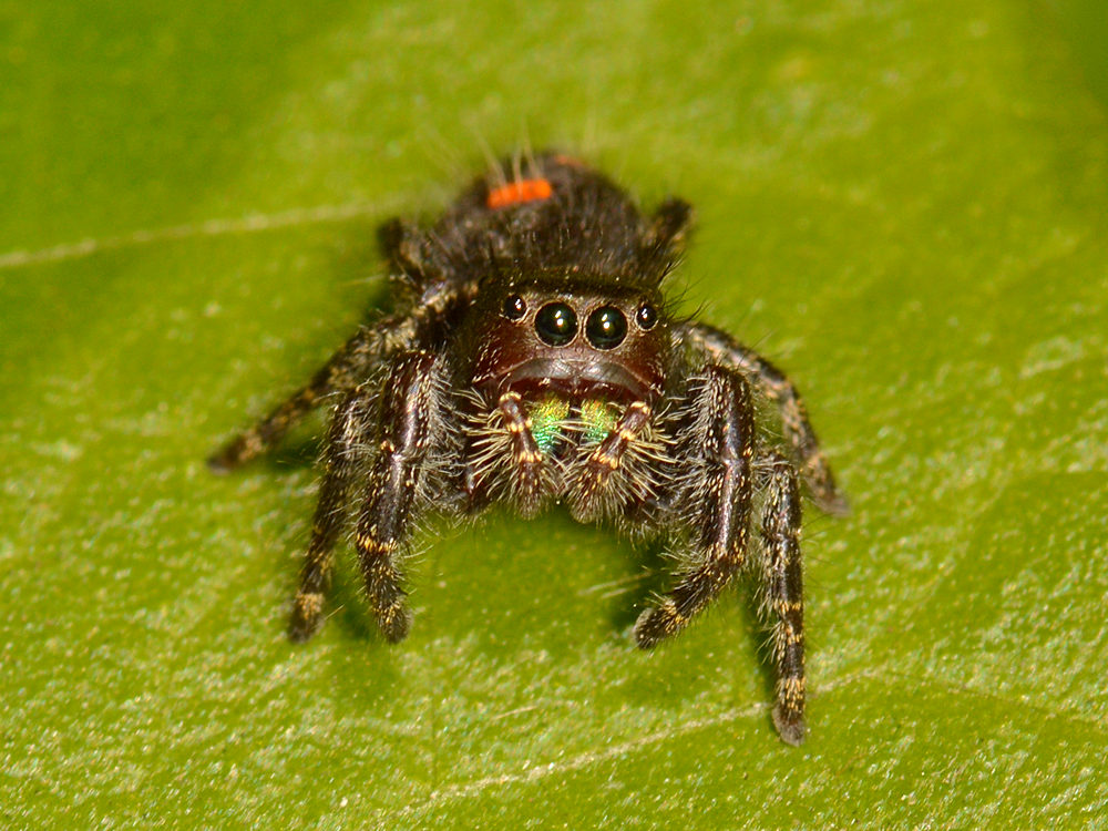 Spider.jpg