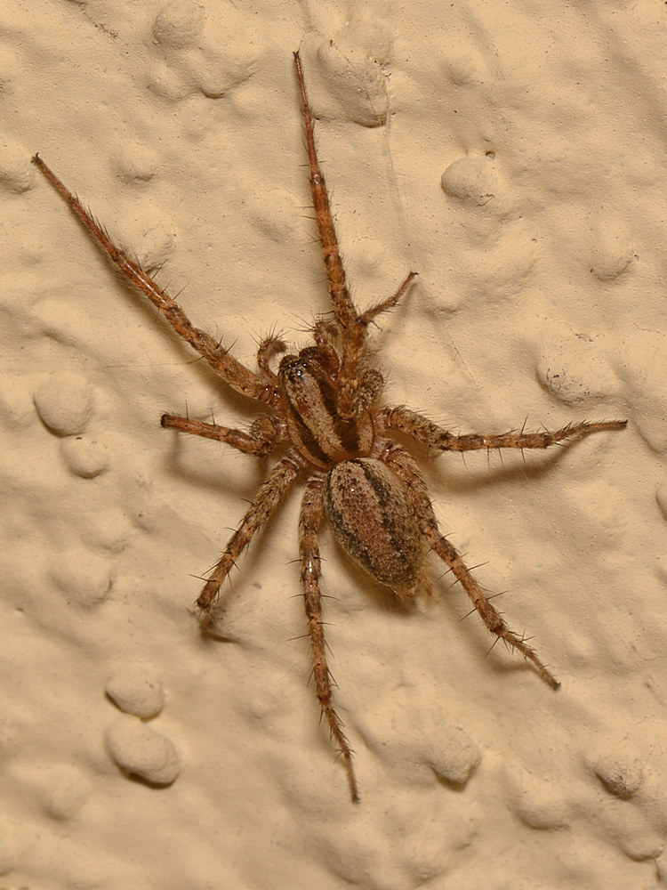 Spider.jpg