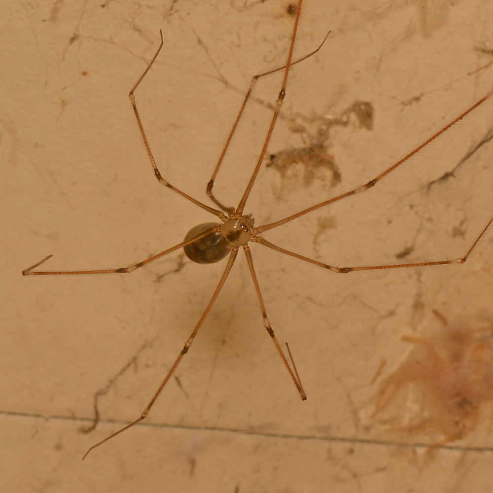 Spider.jpg