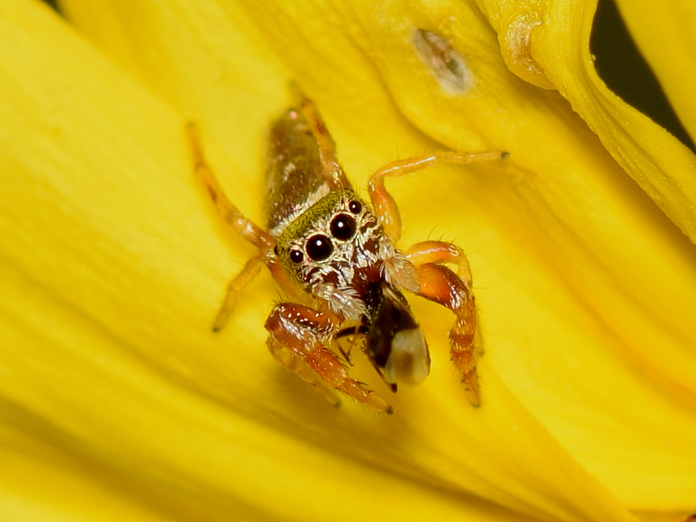 Spider.jpg