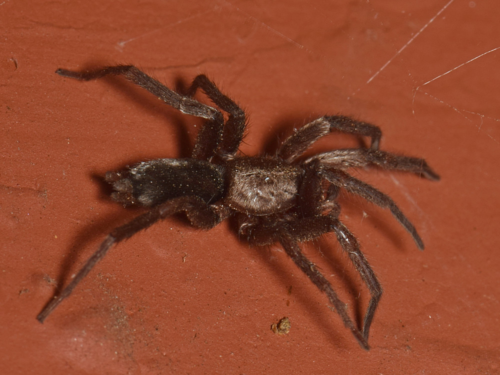 Spider.jpg