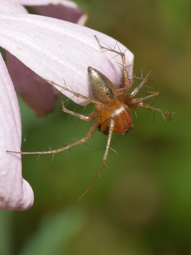 Spider.jpg