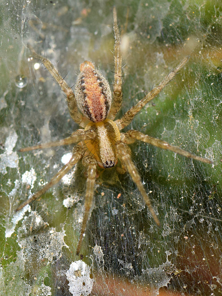 Spider.jpg